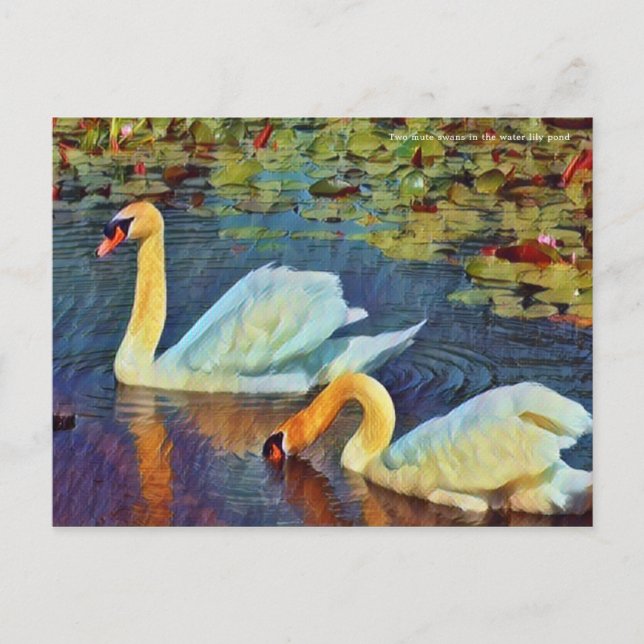 Postal Dos cisnes mudos en el estanque de nenúfares [Post (Anverso)