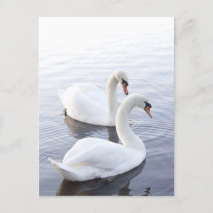 Postal Dos cisnes nadando en un lago tranquilo