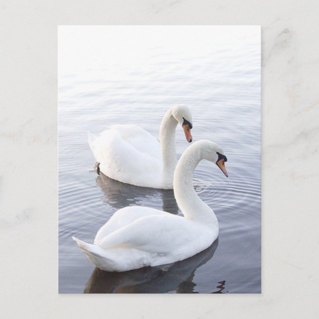 Postal Dos cisnes nadando en un lago tranquilo (Anverso)