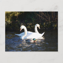 Postal Dos Cisnes Y Un Pato