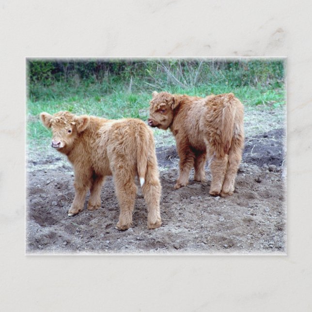 Postal ¡Dos colas de bonito! (Anverso)