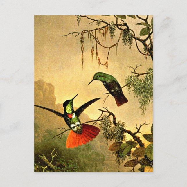 Postal Dos colibríes portadores de visera con capucha, (Anverso)