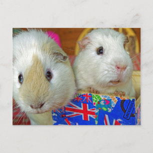 Postal dos conejillos de guinea blancos