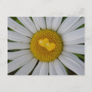 Postal Dos corazones en marguerita