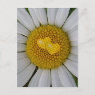 Postal Dos corazones en marguerita