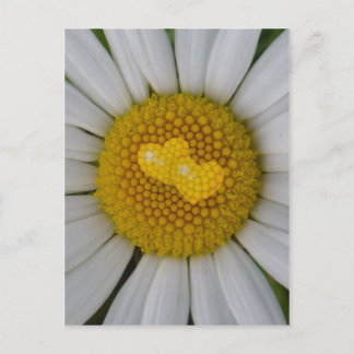 Postal Dos corazones en marguerita