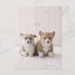 Postal Dos Corgi Gales Sentados