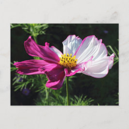 Postal Dos Cosmos Tontados, Bute Park, Cardiff, Gales