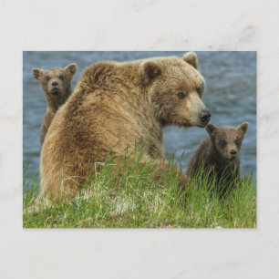 Postal Dos crías de oso pardo con madre junto al agua