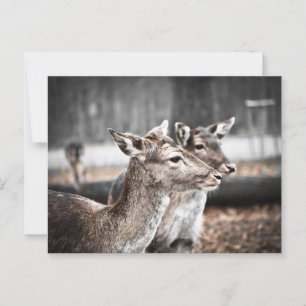 Postal Dos Deer Sandbar
