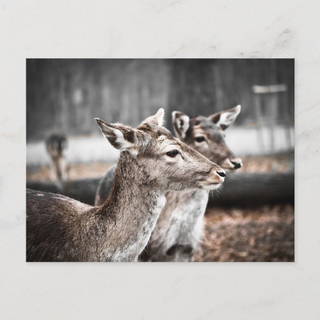 Postal Dos Deer Sandbar (Anverso)