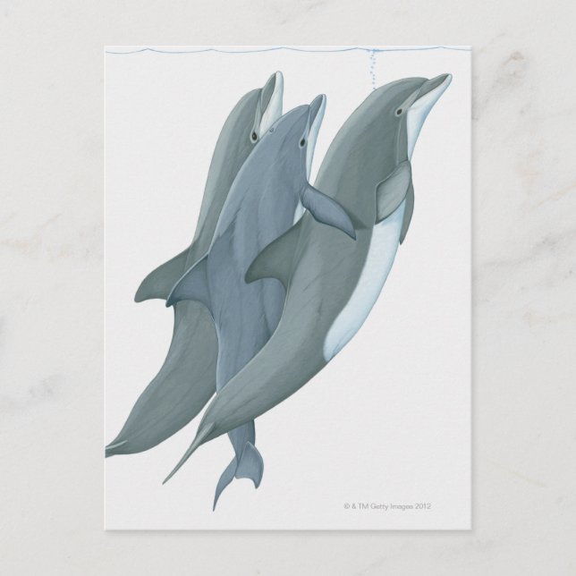 Postal Dos delfines en botella (Anverso)