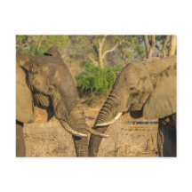 Postal - Dos elefantes africanos machos en Zambia