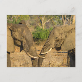Postal - Dos elefantes africanos machos en Zambia