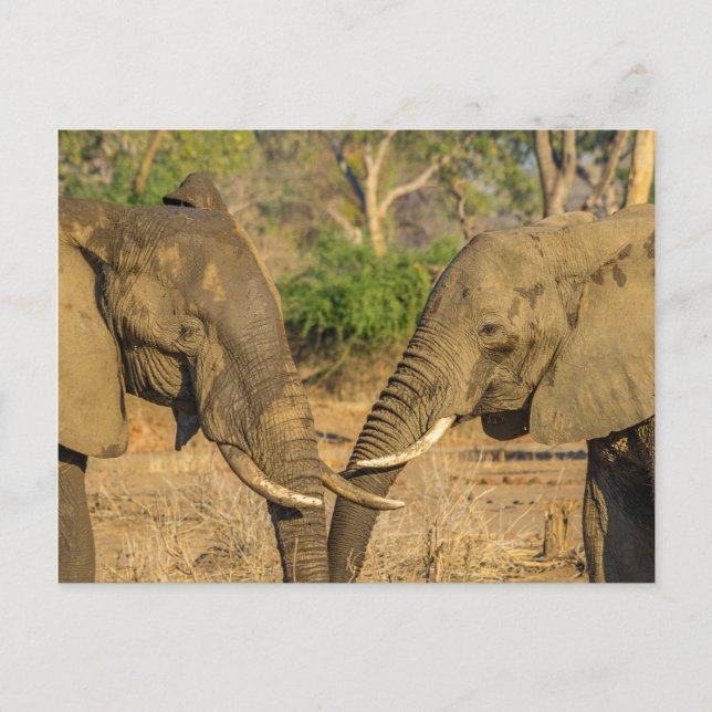 Postal - Dos elefantes africanos machos en Zambia (Anverso)