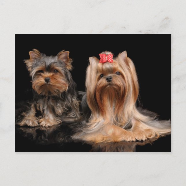 Postal Dos encantadores (Anverso)