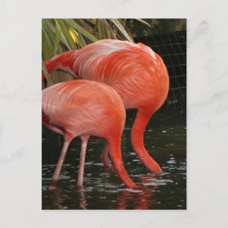Postal Dos flamencos con la cabeza en el agua