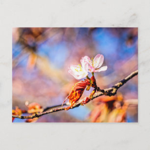 Postal Dos Flores Asombrosas De Sakura. Fondo rosa y azul