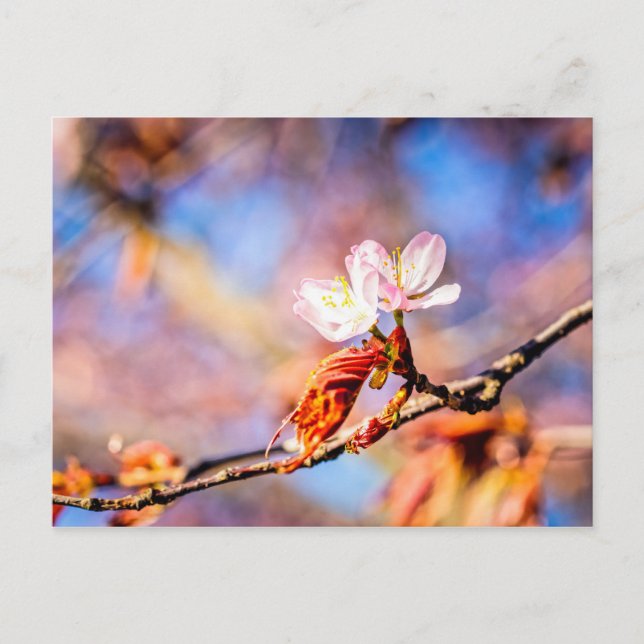 Postal Dos Flores Asombrosas De Sakura. Fondo rosa y azul (Anverso)