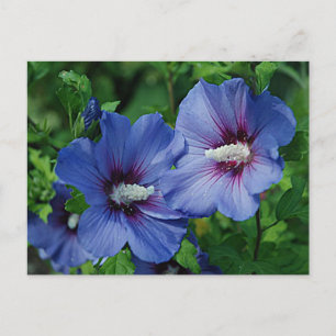 Postal Dos flores azules de hibiscus en la planta