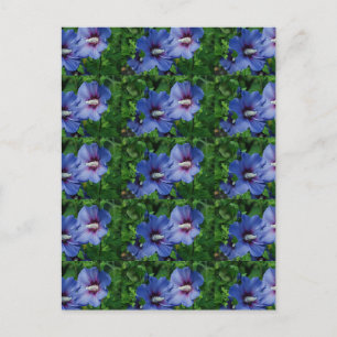 Postal Dos flores azules de hibiscus en la planta