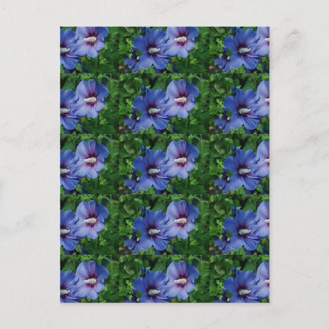 Postal Dos flores azules de hibiscus en la planta (Anverso)