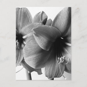 Postal Dos Flores de Amarilis Foto Vertical