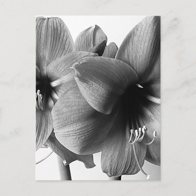 Postal Dos Flores de Amarilis Foto Vertical (Anverso)