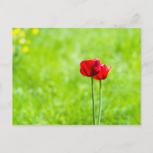 Postal Dos flores de tulipán rojas