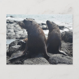 Postal Dos focas de bebé