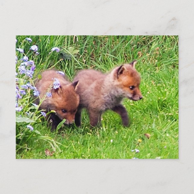 Postal Dos Fox Cubs (Anverso)