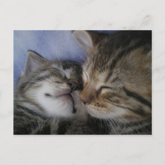 Postal Dos gatitos