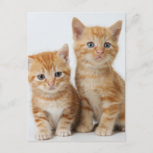 Postal Dos gatitos adorables