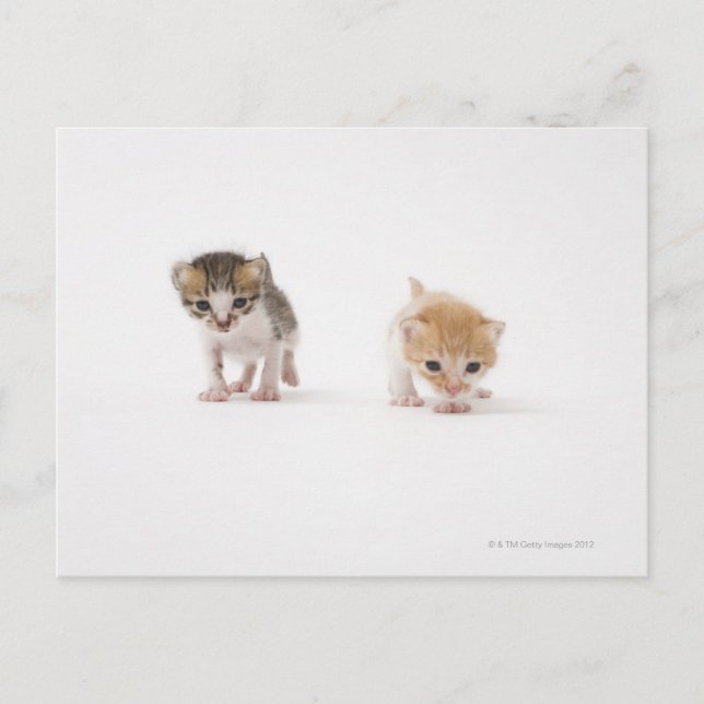 Postal Dos gatitos con fondo blanco (Anverso)