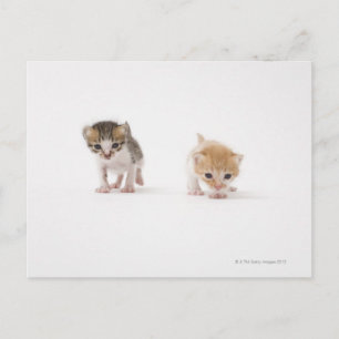 Postal Dos gatitos con fondo blanco