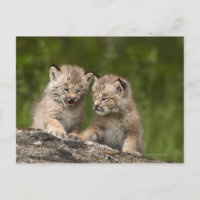 Dos gatitos de Lynx (Lynx Canadensis) en Canadá