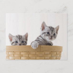 Postal Dos gatitos de Shorthair estadounidenses