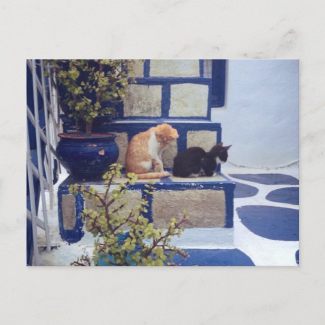 Postal Dos gatitos disfrutando del día (Anverso)