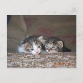 Postal Dos gatitos en el registro