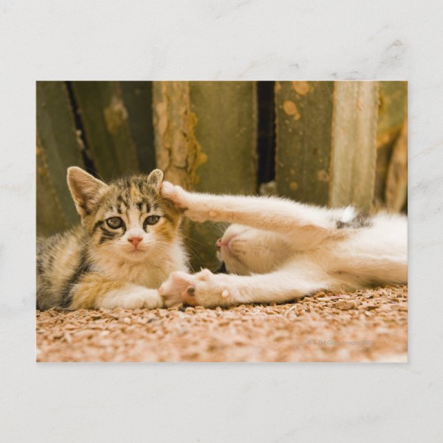 Postal Dos gatitos, Marruecos (Anverso)