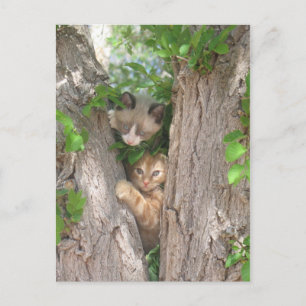 Postal Dos gatitos recortados en un árbol
