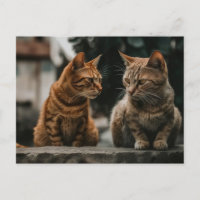 Dos gatos de Tom hablando de gato gracioso