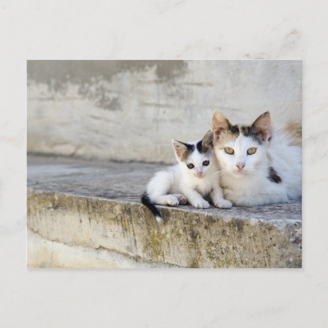 Postal Dos gatos en escalones de piedra (Anverso)
