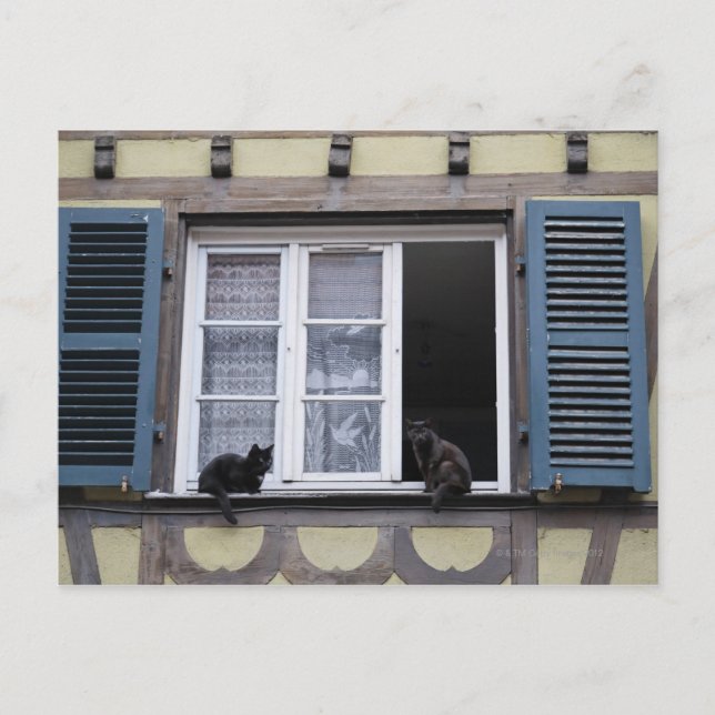 Postal Dos gatos negros en la ventana (Anverso)