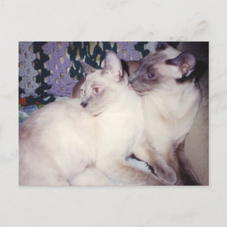 Postal Dos gatos siameses en crecimiento
