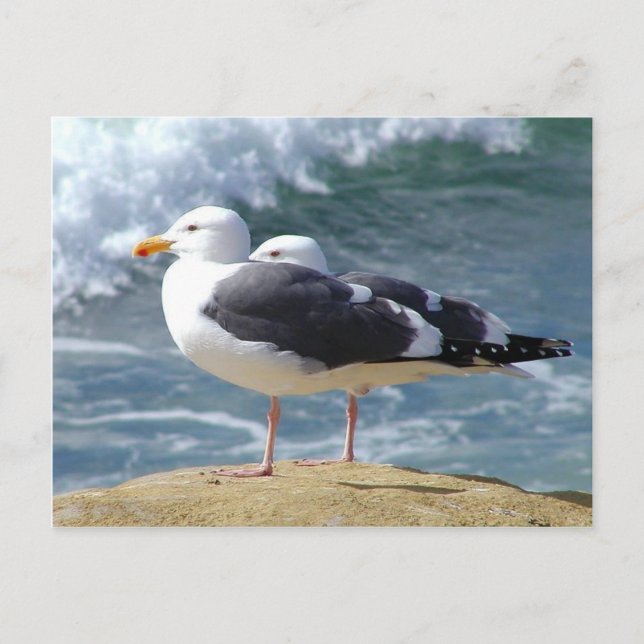 Postal Dos gaviotas (Anverso)