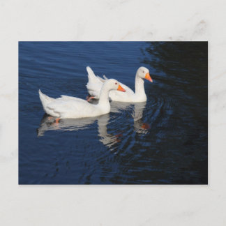 Postal Dos Geese Emden