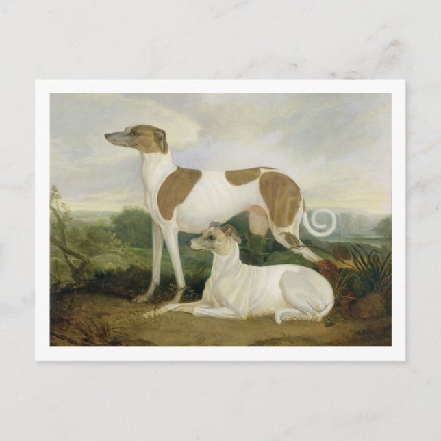 Postal Dos Greyhounds en un paisaje (aceite sobre lienzo) (Anverso)