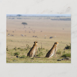 Postal Dos guepardos en la vista