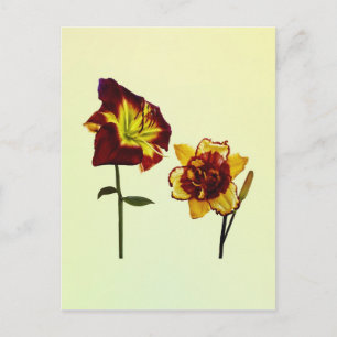 Postal Dos Hemerocallis charlando